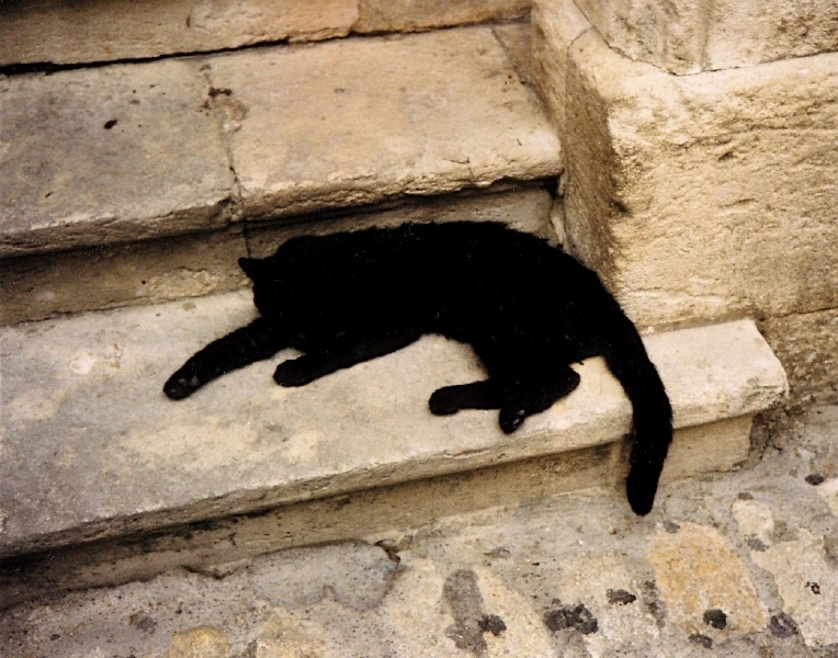 3 Katze in Les Beaux de Provence.jpg